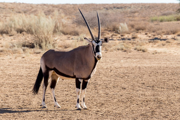portrait of Gemsbok, Oryx gazella