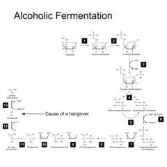 Chemical scheme of alcoholic fermentation metabolic pathway