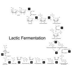 Chemical scheme of lactic fermentation metabolic pathway