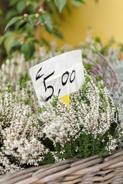 From the florist