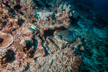 Naklejka na ściany i meble Green sea turtle swimming in Derawan, Kalimantan underwater