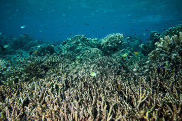 Underwater coral reefs in Derawan, Kalimantan, Indonesia