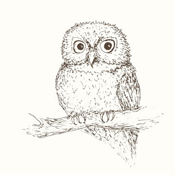 Owl illustation 2