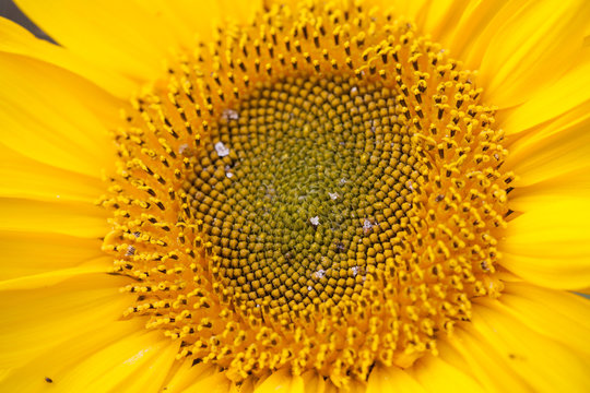 Sonnenblume Mitte