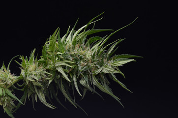 Close up of hemp buds