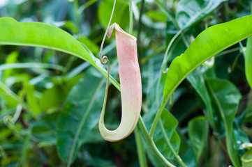 Nepenthes or Monkey Cups