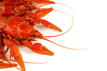 boiled crawfish isolated on white