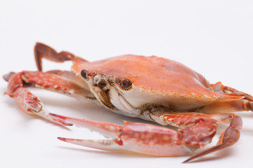 Cooked crab isolated on white background