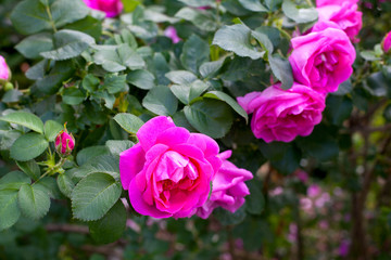 roses growing in garden