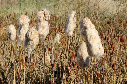 Rohrkolben platzen im Herbst, um die Samen zu verbreiten