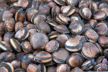 Coquillages amandes en retour de pêche, Douarnenez, Bretagne