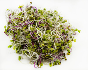 Germinados de rabanitos