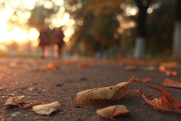 yellow leaves on an asphalt blurred urban background autumn