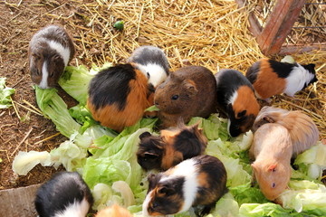 Ein Rudel Meerschweinchen frisst in einem Käfig Salat