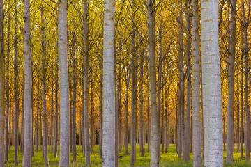 Chopera, troncos de chopo. Populus canadensis, euramericana.