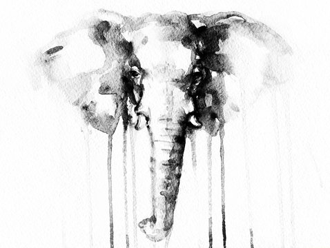 Elephant . watercolor illustration