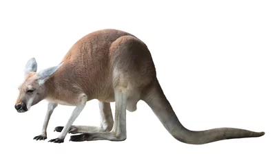 Lichtdoorlatende rolgordijnen zonder boren Kangoeroe Rode kangoeroe
