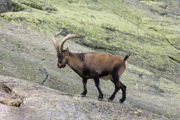 Cabra Montés macho. Capra pyrenaica victoriae. Gredos, Ávila.
