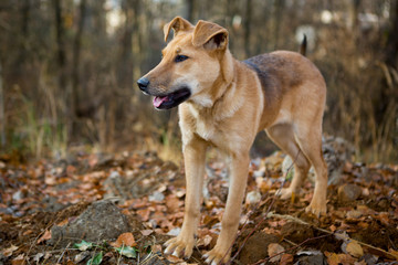 Naklejka na ściany i meble Dog for a walk in the forest