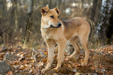Dog for a walk in the forest