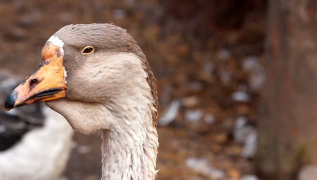 goose portrait close in profile