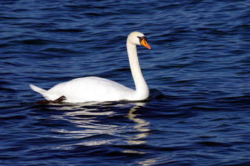 cygne