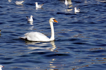 cygne