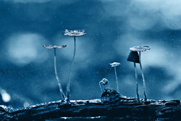 small mushrooms toadstools macro poisonous