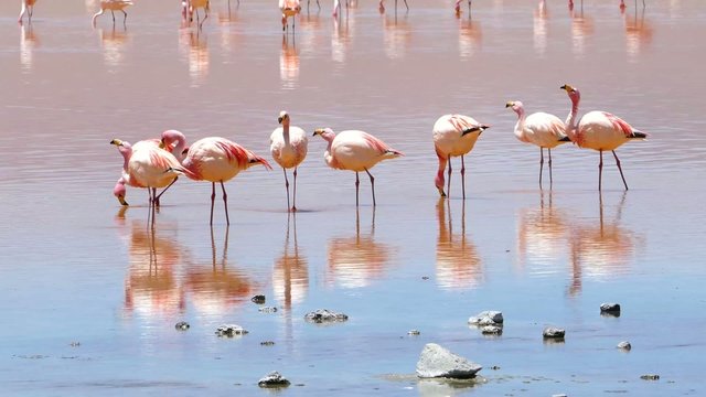 Lagoon flamingo bolivia