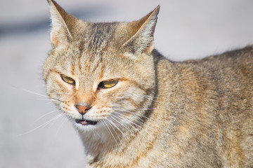 portrait of a wild cat