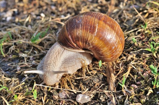 Burgundy snail