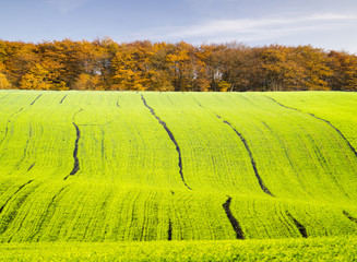 zielone fale ozimin pod bukowym jesiennym lasem © Mike Mareen