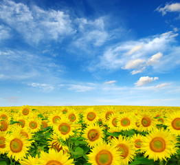 Fototapeta premium sunflowers
