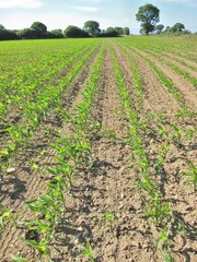 Fototapeta na wymiar Corn field in Spring