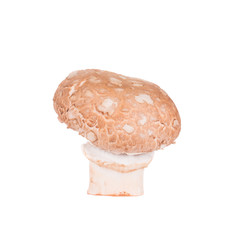 White mushroom
