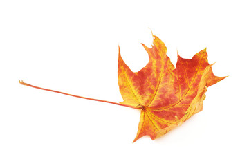 Red autumn maple leaf