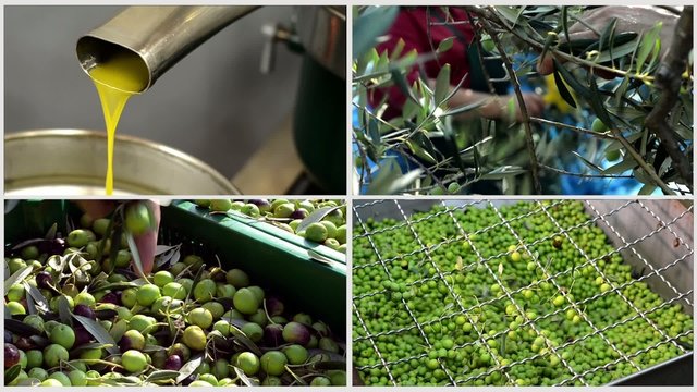 olives in mill collage