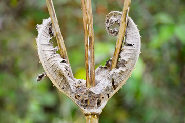 Natur abstrakt Herzform