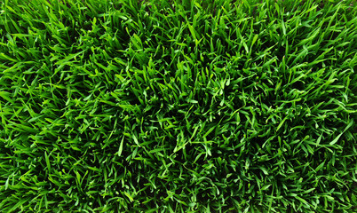 Background of a green grass