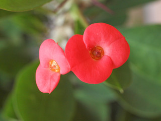 Euphorbia milii flower
