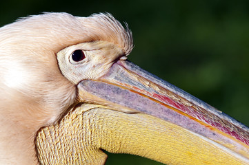 Pelican