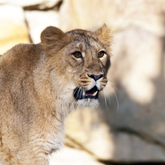 Fototapeta na wymiar Young lion (female)