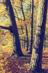 Colorful autumn trees in forest, vintage look