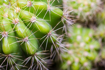 Close up of globe shaped cactus with long thorns