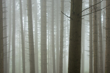 Pine forest in the mist