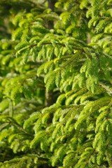 Pine Tree
