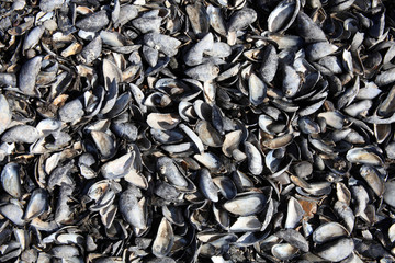 mussel shells background