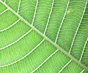 Background texture of leaves