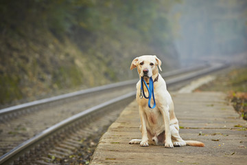 Dog on the railway platform