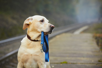 Dog on the railway platform